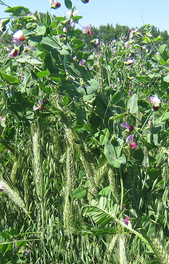 Prairie temporaire de graminées légumineuses, semée au printemps dans un mélange céréalier d’automne.