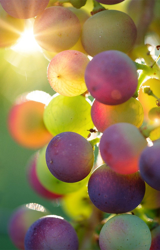 image raisin vigne Agro Alyzés Environnement